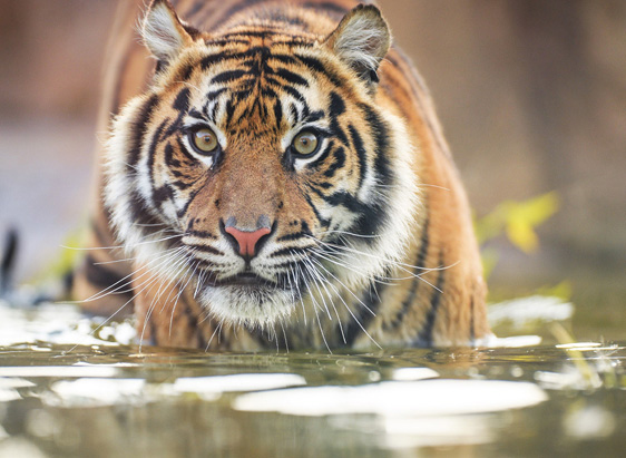 Wildlife Tour Packages | Wildlife Safari in India | Wildlife Tours
