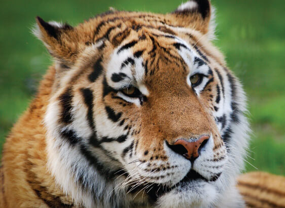 Ranthambore Tour Packages | Things to do in Ranthambore
